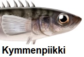 thkuvakymmenpiikki.jpg